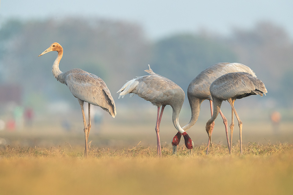 Sarus Cranes feeding - Francis J Taylor Photography