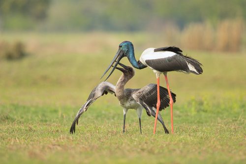 Male black necked feeding his youngster by regurgitating food. Uttar Pradesh, India.. The juvenile isn't as small as it appears here and is actually sitting down to be fed. In fact juveniles of this age are almost the same size as the adults but still depend on the parents for much of their food!