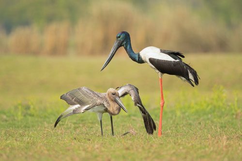 A striking male black necked stork with his youngster wetland habitat Uttar Pradesh, India.. The juvenile isn't as small as it appears here and is actually sitting down to be fed. In fact juveniles of this age are almost the same size as the adults but still depend on the parents for much of their food!