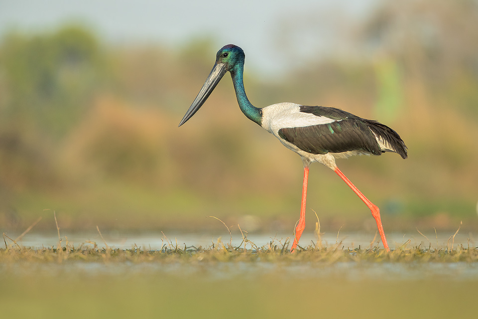 Black-necked stork wading through wetland habitat Uttar Pradesh, India. The Black-necked stork (Ephippiorhynchus asiaticus) is a wading bird in the stork family. These tall, long-necked birds can grow up to 135cm tall with a wingspan of 230cm from tip to tip. Adults have distinctive bluey-black iridescent feathers on the head and neck which give them their common name. They are sexually dimorphic, differentiated by their eyes; females are a striking yellow while the males are dark brown/black. Black necked storks favour areas with a large bodies of water such as floodplains of rivers and wetlands. Here they prey on, amphibians, fish, crustaceans, small water birds and insects. 