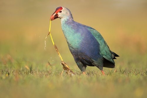 Purple Swamphen Feeding. Purple Swamphen pulling out a plant root. Greater Noida,  India. The Indian species of Purple swamphens are known as Grey-headed swamphens.