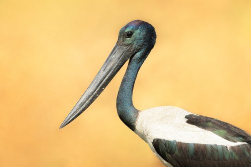 Black-necked Stork close up. Portrait of a striking black necked stork Uttar Pradesh, India.