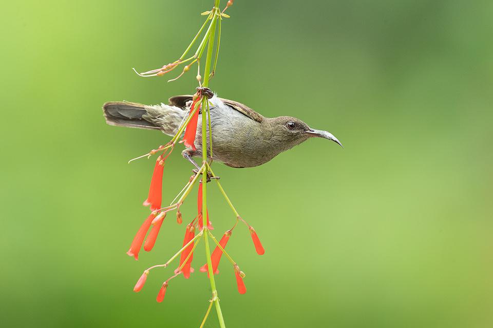 Female Vigors's sunbird otherwise known as the Western Crimson Sunbird. These striking birds are endemic to the Western Ghats of India. Despite the tropical storms during my first visit to Goa there was plenty of wildlife around like this gorgeous sunbird which is similar to the hummingbirds found in the Americas.