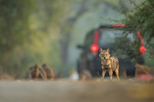 Urban Golden Jackal. New Delhi, India. These wolf like canids are incredibly wary and have been very difficult to photograph. However after lots of perseverance and a change in tactics I finally started to get some good results! These Indian Golden Jackals have adapted well to life in an urban environment, scavenging leftover bread and fruits brought for the monkeys and feral cows and pigs in Delhi's ridge forest. 