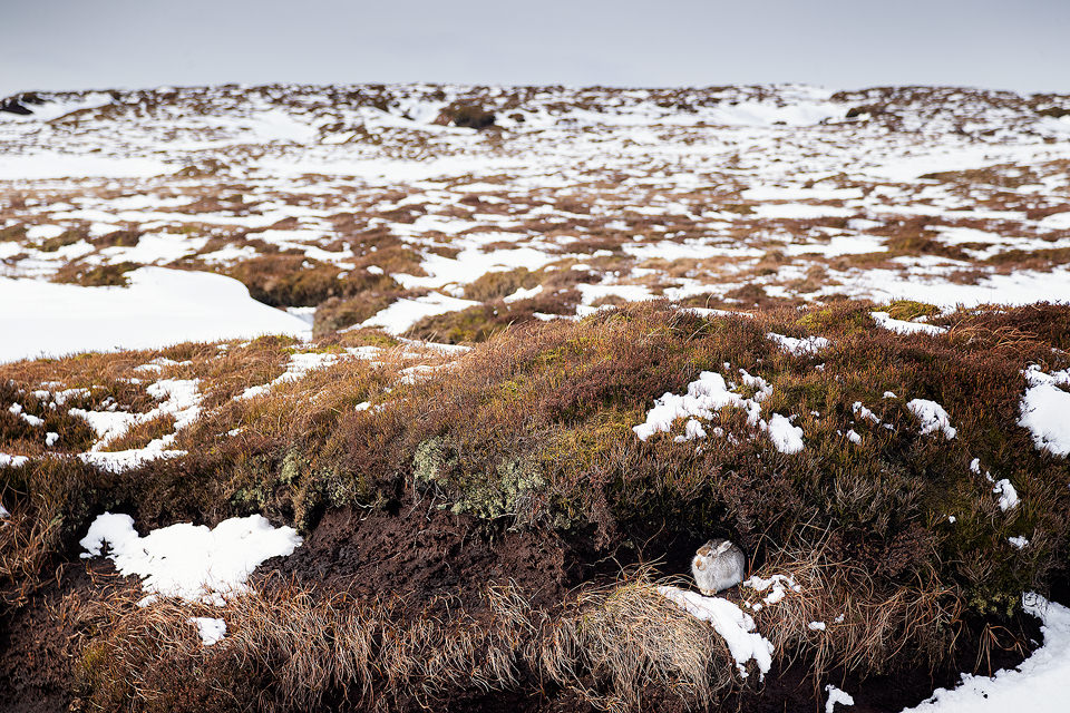 Peak District Mountain Hare Habitat. A mountain hare sheltering from the biting wind under a peat grough with patchy snow. Conditions like these are the most difficult for spotting hares, every patch of snow could potentially be a hare. Derbyshire, Peak District National Park.