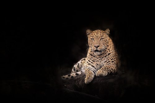 Male Leopard on black. A Big male leopard poses on the rocky outcrop outside his lair at dawn. Kanha National Park, Madhya Pradesh, india