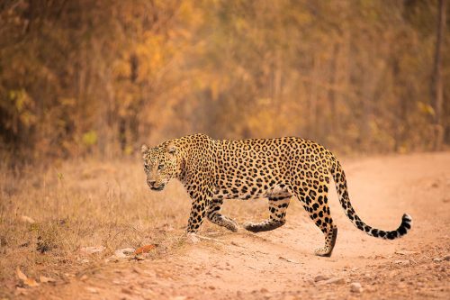 Kanha Leopard. A Big male leopard crossing the dirt track in bamboo forest. Kanha National Park, Madhya Pradesh, india