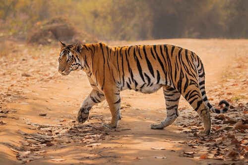 A female tiger cautiously crossing the track, whilst her cubs waited hidden in the dense vegetation to the side. Kanha National Park, Madhya Pradesh, India.