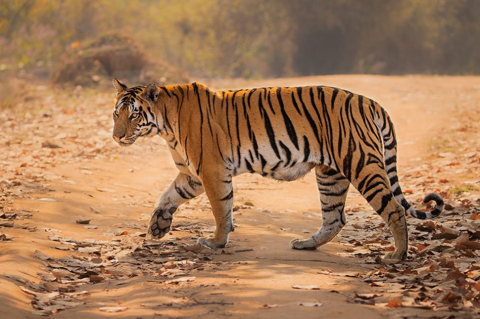 Female Tiger Kanha National Park - Francis J Taylor Photography