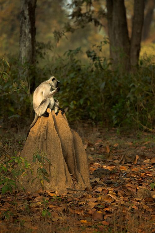 Gray Langur Eating Termites. A gray langur feasting on termites from a termite mound. Kanha National Park, Madhya Pradesh, India. These old world monkeys are named after the Hindu monkey god, Lord Hanuman, and are regarded as sacred in India.