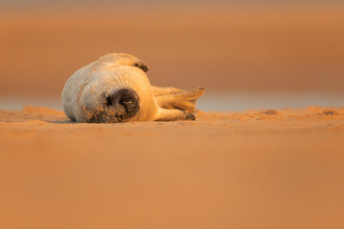 Sleeping Grey Seal Pup. A fluffy white seal pup taking some well earned shut eye. taken during one of my grey seal workshops. By approaching very slowly and carefully, always ensuring the animals are comfortable we were able to get close without causing disturbance. 