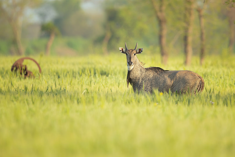 Nilgai in Crop Field. Nilgai antelope (blue bull) standing in a fresh green crop field at the edge of wetland habitat. Greater Noida, India. 