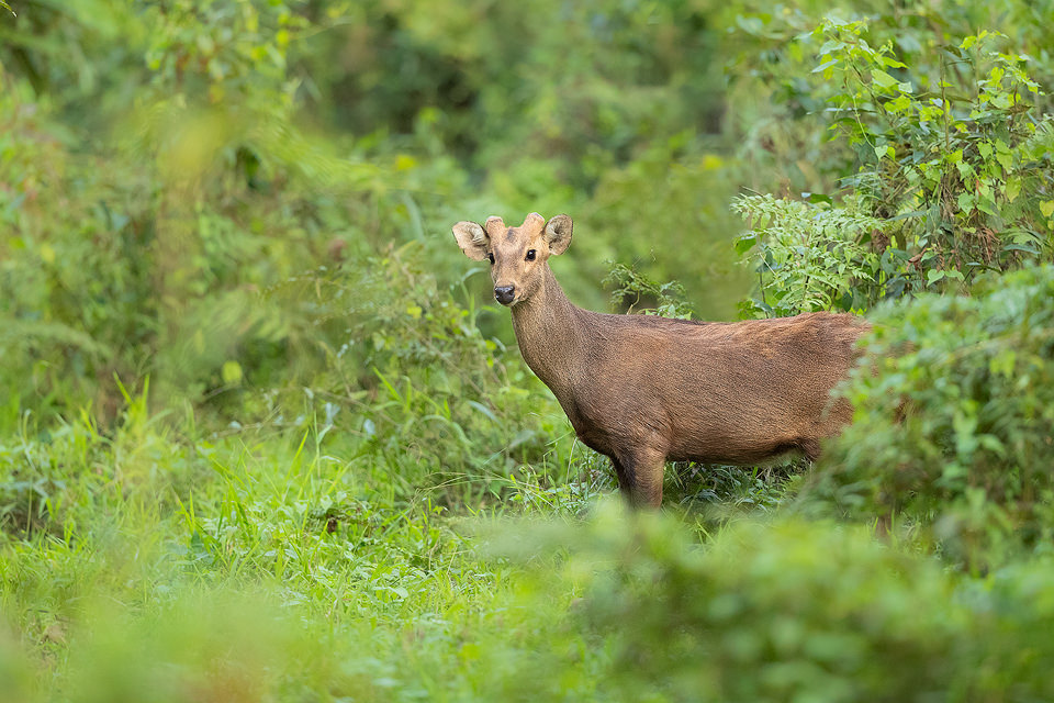 A Hog Deer Buck emerges from the lush green jungle and glances in our direction. Kaziranga National Park, Assam, India.