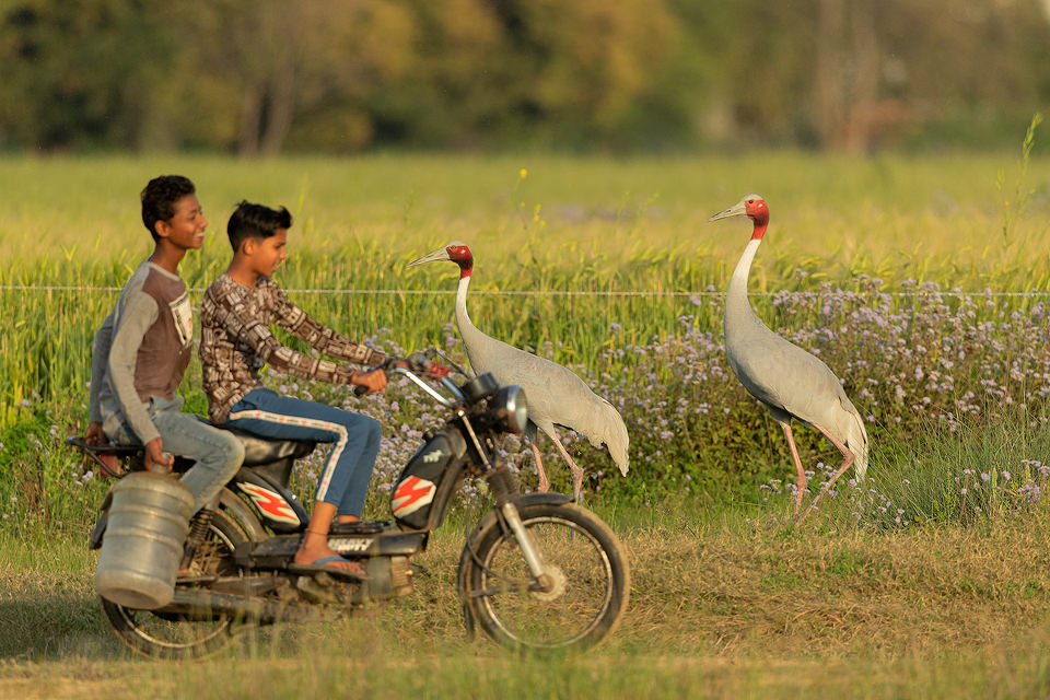 A pair of Sarus cranes attempt to cross a dirt track running through their wetland habitat as two boys ride by. Greater Noida, India. Sarus cranes are listed as Vulnerable on the IUCN red list and are threatened primarily by habitat loss due to drainage of essential wetland habitats for farming practices. Other issues include increased use of harmful pesticides, collisions with electrical wires and illegal hunting and egg collecting.