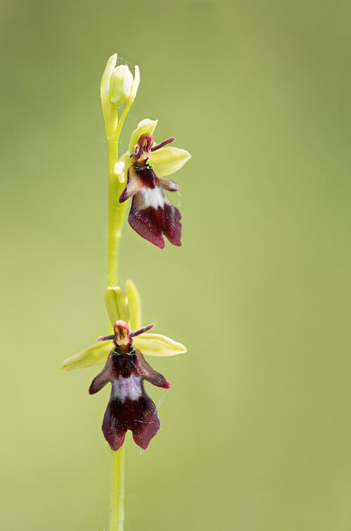 Focus stacked image of a Fly orchid, Ophrys insectifera, Western Tyrol, Austria. 