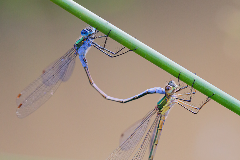 Macro photograph of a pair of Emerald Damselflies (Lestes sponsa) in the mating ritual on a reed, photographed at Potteric Carr Nature Reserve.