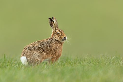 Brown Hare Portrait. A Brown hare stands alert in a fresh green field. Peak District National Park