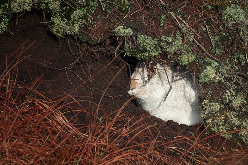 Hiding Mountain hare. A mountain hare sheltering inside a deep peat grough, keeping a careful eye on me. Derbyshire, Peak District National Park.