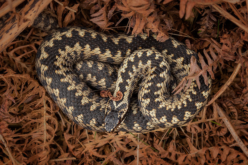 Male Adder, Peak District National Park. One of my favourite projects in early spring is to see how the local population of Adders are doing. Despite the nationwide decline, the Peak District remains a firm stronghold for the UK's only venomous snake. This male was happily basking on the the dead bracken.