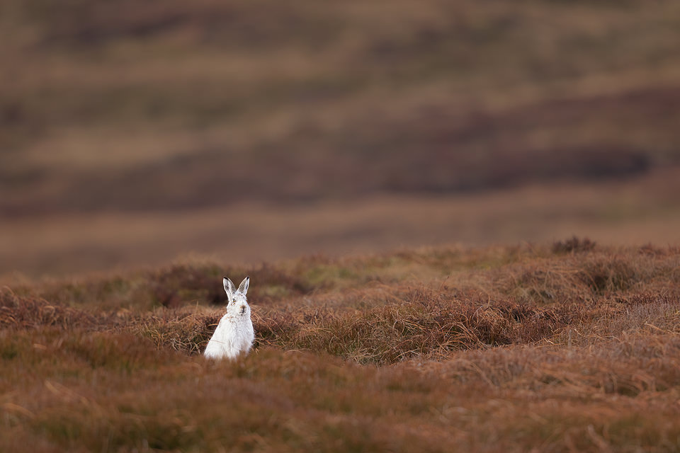 Mountain hare no Camouflage. A pure white mountain hare sticks out like a sore thumb during a particularly warm winter with no snow cover. Derbyshire, Peak District National Park.