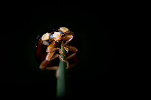 Harlequin ladybird on black background. The dark background is created through careful use of off camera flash to illuminate the subject only, leaving the background black. Sheffield, South Yorkshire. 