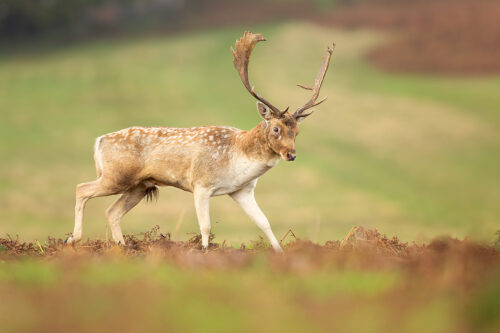 A large fallow deer stag postures to a nearby female during the Autumn rutting season. Leicestershire, UK. 