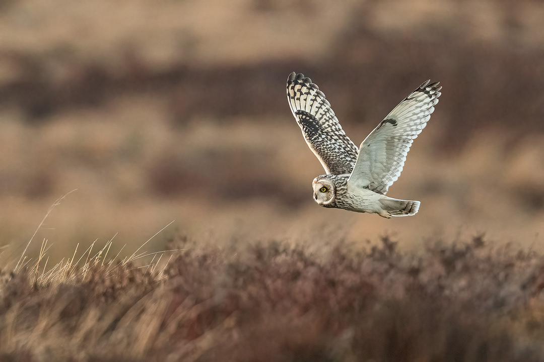 Short-eared owl in flight over the Eastern Moors of the Peak District National Park.