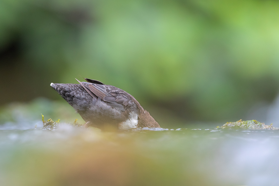 Dipping Dipper. Dipper with head underwater searching for grubs. Derbyshire, Peak District National Park.