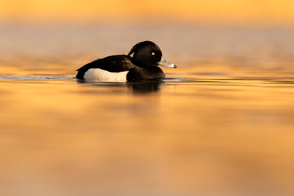 A Tufted Duck (Aythya fuligula) photographed on a nearby lake at sunset, Derbyshire, Peak District National Park. Tufties often get overlooked as a photographic subject in favour of more colourful or rare water birds. However I have always found them to be very photogenic with their distinctive crests, striking black and white feathers and bright yellow eyes.