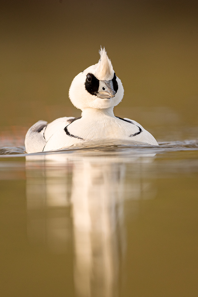 Striking male Smew Portrait. Winter, UK. Smews visit Britain in small numbers over winter from the continent and are typically found on small inland lakes and rivers and along our extensive coastline.