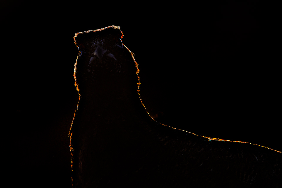 Rim Light Red Grouse, Derbyshire, Peak District National Park. This particular bird has a real personality and is such a poser that I decided to nickname him Famous. This image was taken during my long term red grouse project where I spent several months photographing red grouse as they warmed up to the breeding season. Grouse are often very flighty and nervous, but after  spending so much time with the same birds some of the grouse got so used to my presence they ignored me and got on with their day allowing me to capture much more natural behaviour and a range of unusual images.