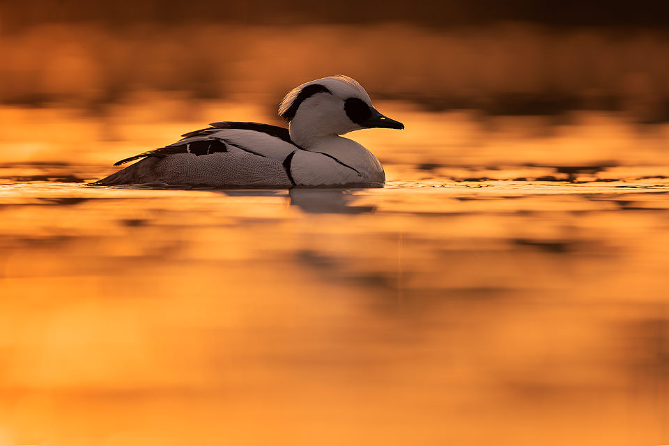 Striking male Smew backlit by the the last rays of afternoon light. Winter, UK. Smews visit Britain in small numbers over winter from the continent and are typically found on small inland lakes and rivers and along our extensive coastline.