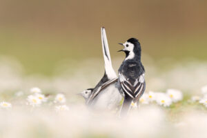 Pied Wagtails Courting II. Derbyshire, Peak District National Park. I was capturing some close up portraits of the female wagtail surrounded daisies when suddenly the male arrived and began a courtship display, I quickly slithered back so I could fit them both in the frame and capture the action.