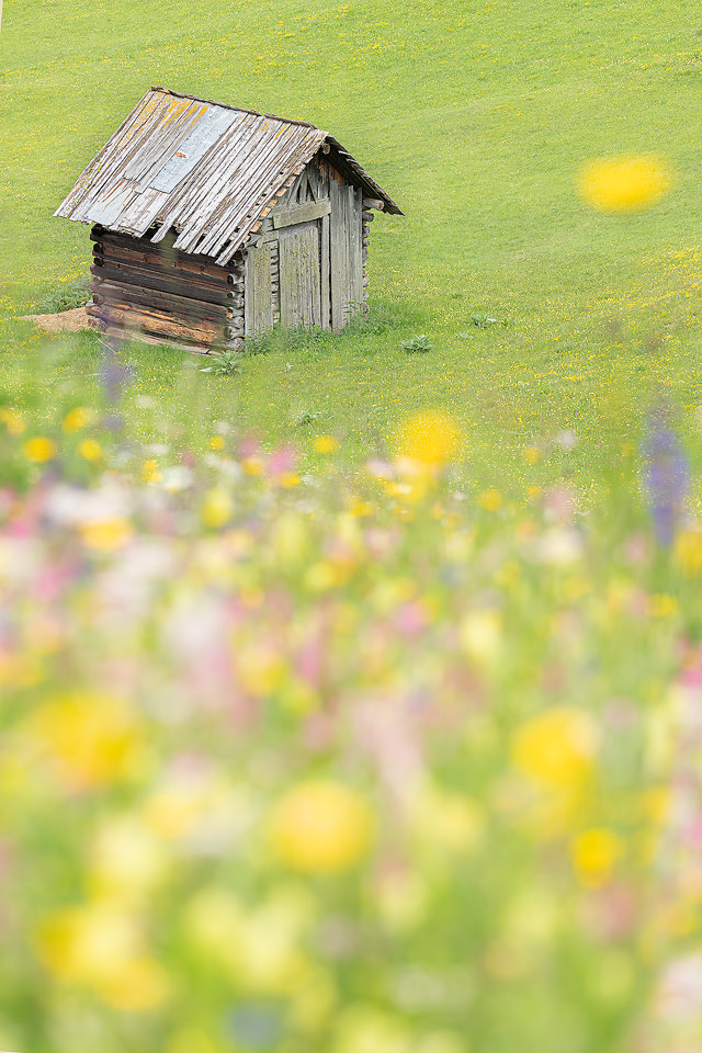 Alpine Wildflower Meadow. A rustic wooden hay barn at the edge of an Alpine wildflower meadow. Western Tyrol, Austria. Crouching low and focusing on the barn in the distance enabled me to completely blur the flowers into a mix of colour.Western Tirol, Austria. I visited this fantastic region as a prize for my award win in the British Wildlife Photography Awards.