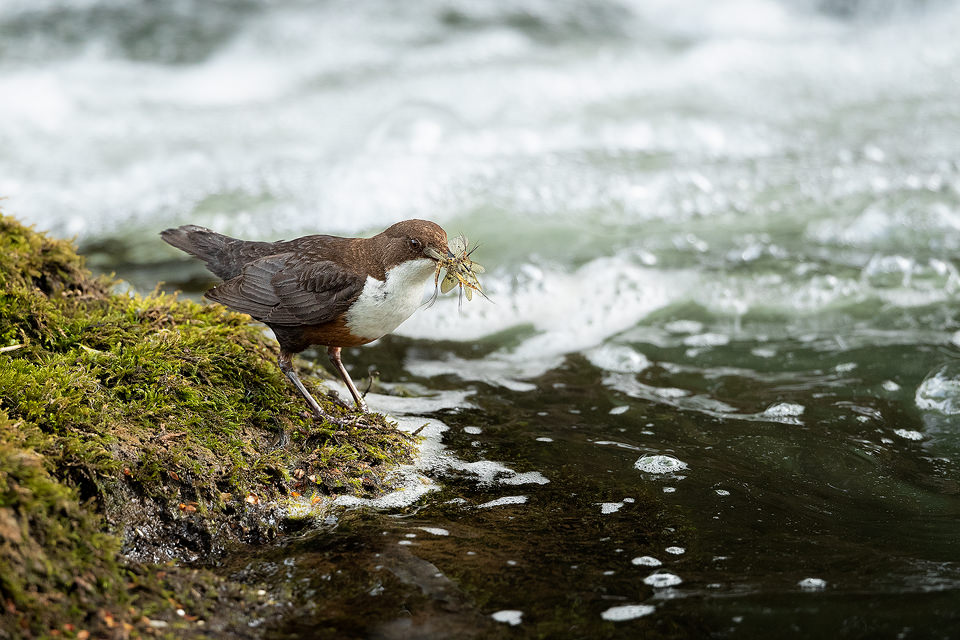 Dipper with Mayflies. An adult white-throated Dipper with a beak full of mayflies returning to the nest, Derbyshire dales. Peak District National Park.