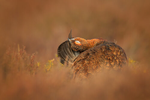 Preening Red Grouse,Derbyshire, Peak District National Park. This particular bird has a real personality and is such a poser that I decided to nickname him Famous.