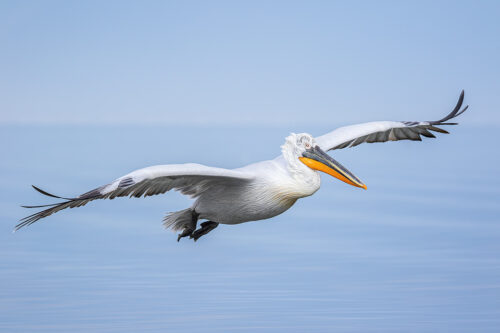 Flying Dalmatian Pelican over Lake Kerkini in Northern Greece. One of the most impressive aspects of these stunning birds was their gigantic wingspan. Adult pelicans can have a wingspan of over 11ft! This makes them one of the worlds largest flying birds. 