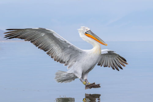 Ringed Dalmatian Pelican coming in to land on Lake Kerkini in Northern Greece. One of the most impressive aspects of these stunning birds was their gigantic wingspan. Adult pelicans can have a wingspan of over 11ft! This makes them one of the worlds largest flying birds. 