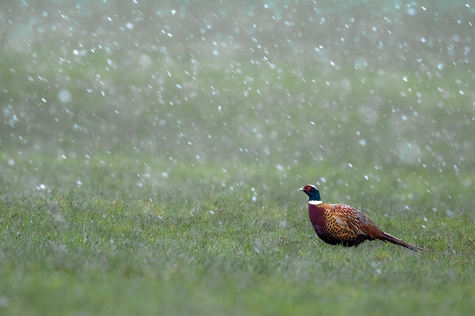 Male Pheasant in a Snowstorm, Derbyshire, Peak District National Park. 