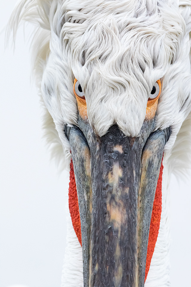 Dalmatian Pelican Portrait. Lake Kerkini, Northern Greece. Daily feeds by the local fisherman offered some incredible opportunities to get up close and personal with these stunning birds. Here I used my telephoto lens at f/11 to pick out the fine details and ensure everything was tack sharp. I love the simplicity of images like this, focusing on shape, colour and fine detail rather than the wider view.