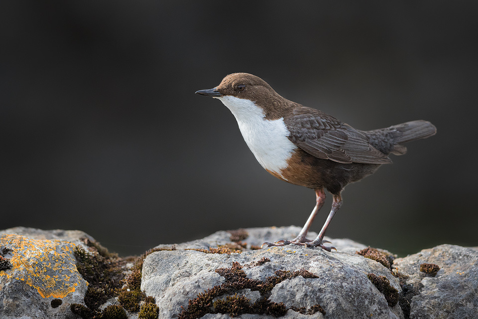 Dipper Portrait. Simple portrait of an adult white-throated Dipper on a limestone wall, Derbyshire dales. Peak District National Park.