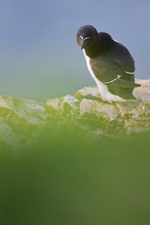 A razorbill turns back to give me a curious stare. Yorkshire, UK. These feisty little seabirds are often mistaken for puffins when seen mid flight and are in fact members of the same family, the Auk. With small black eyes on black feathers it can be really tricky to show the razorbill's eyes, particularly on overcast days such as this where there was no chance of a catchlight.