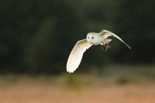 Hunting Barn Owl II - Peak District Wildlife Photography