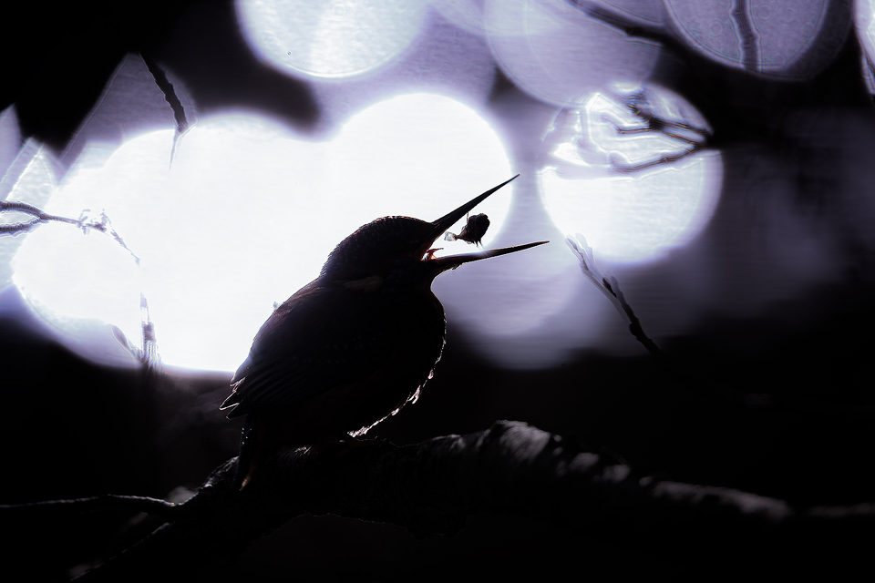 Kingfisher tossing a fish. Typically kingfishers fly away to dense cover to consume their prey, which makes getting clear images very tricky! This time though he perched just a few metres in front of where I was waiting and proceeded to toss his catch. With beautiful early morning light reflecting off the water, I chose to underexpose the scene turning the image into a silhouette with clear bokeh. Sheffield, UK.