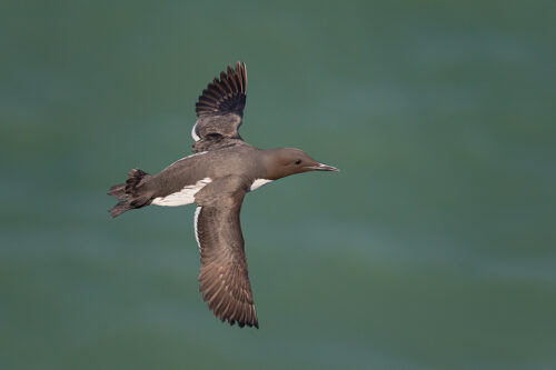 Adult Guillemot in flight below the chalk cliffs of Bempton Cliffs RSPB. Yorkshire, UK