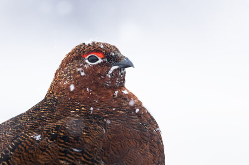 Snowy Red Grouse. Close up portrait of a male red grouse covered in falling snowflakes, Derbyshire, Peak District National Park. This image was taken as part of an ongoing long term red grouse project. Grouse are often very flighty and nervous, but after spending so much time with the same birds, many of the grouse have become so relaxed that I am able to capture more natural behaviours and a range of unusual images.