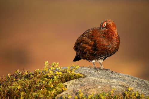 Preening Red Grouse. Male Red Grouse preening on top of a boulder in warm evening light. Derbyshire, Peak District National Park. This particular bird has a real personality and is such a poser that I decided to nickname him Famous. This image was taken during my long term red grouse project where I spent several months photographing red grouse as they warmed up to the breeding season. Grouse are often very flighty and nervous, but after  spending so much time with the same birds some of the grouse got so used to my presence they ignored me and got on with their day allowing me to capture much more natural behaviour and a range of unusual images.