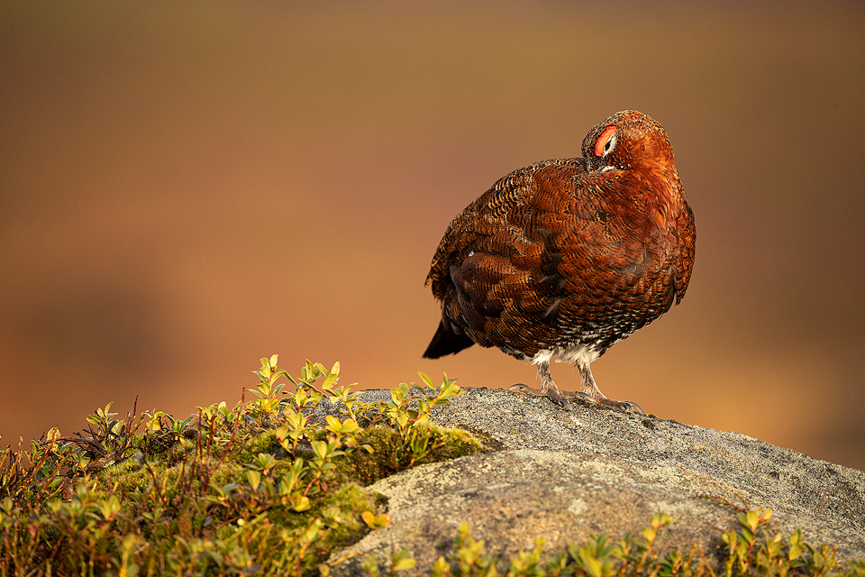 Preening Red Grouse. Male Red Grouse preening on top of a boulder in warm evening light. Derbyshire, Peak District National Park. This particular bird has a real personality and is such a poser that I decided to nickname him Famous. This image was taken during my long term red grouse project where I spent several months photographing red grouse as they warmed up to the breeding season. Grouse are often very flighty and nervous, but after  spending so much time with the same birds some of the grouse got so used to my presence they ignored me and got on with their day allowing me to capture much more natural behaviour and a range of unusual images.