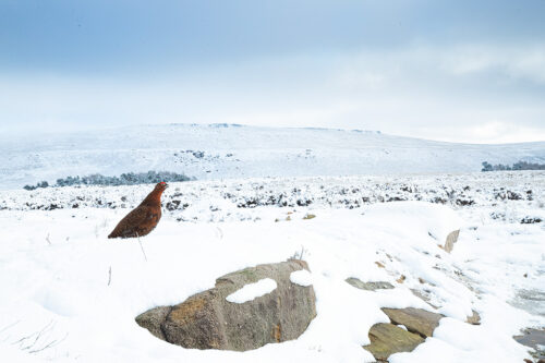 Red Grouse in Snow Covered Habitat, Derbyshire, Peak District National Park. This image was taken with a 16-35mm wide angle lens to show the grouse in his habitat. This image was taken as part of an ongoing long term red grouse project. Grouse are often very flighty and nervous, but after spending so much time with the same birds, many of the grouse have become so relaxed that I am able to capture more natural behaviours and a range of unusual images.