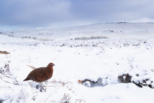 Red Grouse Habitat, Derbyshire, Peak District National Park. This image was taken with a 16-35mm wide angle lens to show the grouse in his snowy habitat. This image was taken as part of an ongoing long term red grouse project. Grouse are often very flighty and nervous, but after spending so much time with the same birds, many of the grouse have become so relaxed that I am able to capture more natural behaviours and a range of unusual images.